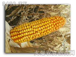 玉米种子801-金庆
